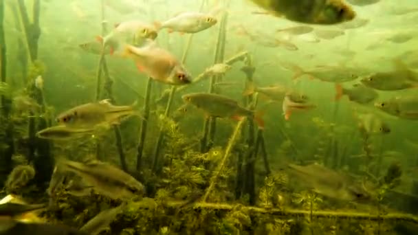 Nehirde Altında Küçük Bir Balık Sürüsü — Stok video