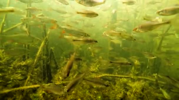 Ein Schwarm Kleiner Fische Unter Wasser Fluss — Stockvideo