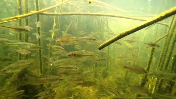 A flock of small fish under water in the river — Stock Footage Flock Small Fish Water River Video Clip