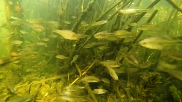 Ein Schwarm Kleiner Fische Unter Wasser Fluss — Stockvideo