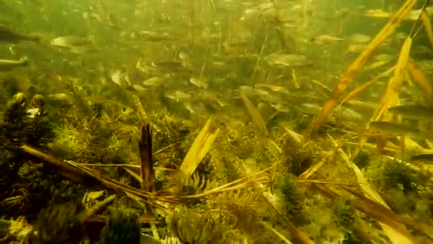 Ein Schwarm Kleiner Fische Unter Wasser Fluss — Stockvideo