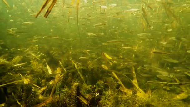 Una Bandada Pequeños Peces Bajo Agua Río — Vídeos de Stock