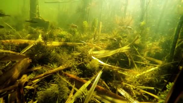 Sekawanan Ikan Kecil Bawah Air Sungai — Stok Video
