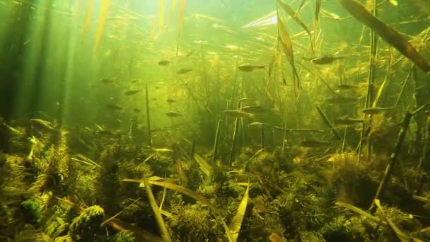 Bando Pequenos Peixes Debaixo Água Rio — Vídeo de Stock