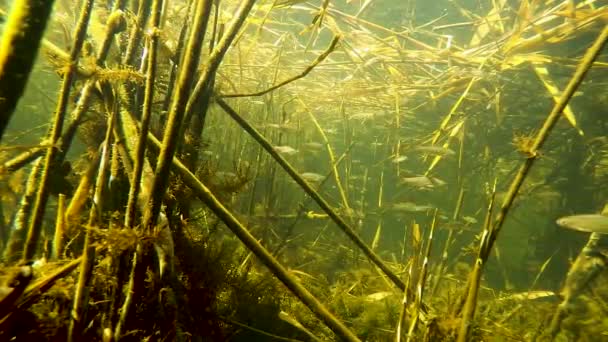 Ένα Σμήνος Από Μικρά Ψάρια Κάτω Από Νερό Στον Ποταμό — Αρχείο Βίντεο