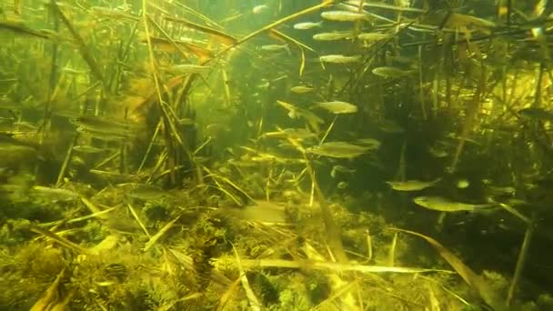 Ένα Σμήνος Από Μικρά Ψάρια Κάτω Από Νερό Στον Ποταμό — Αρχείο Βίντεο