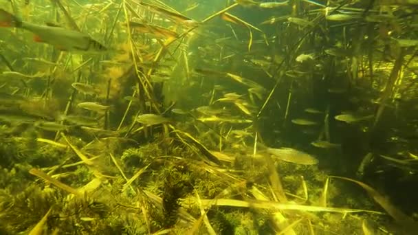 Ein Schwarm Kleiner Fische Unter Wasser Fluss — Stockvideo
