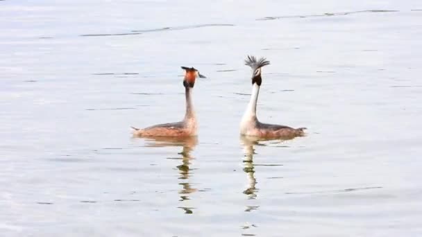 Paio Grandi Grebe Nuotare Sulla Superficie Del Lago Corteggiamenti Amore — Video Stock