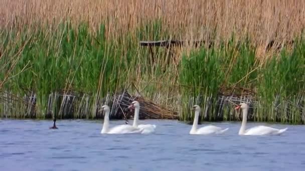 Білі Лебеді Дикій Природі Звук — стокове відео