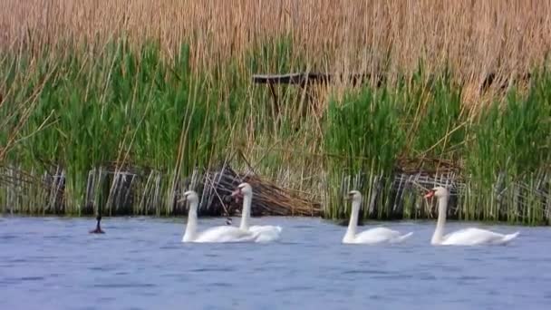 Cisnes Brancos Natureza Som — Vídeo de Stock