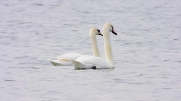 Cisnes Blancos Naturaleza Sonido — Vídeos de Stock