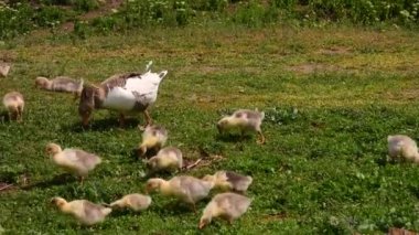 genç yavruları ile göl kıyısında yerli kazlar