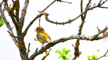 Avrupa Greenfinch bir ağaç dalı üzerinde şarkı söylüyor. Ses