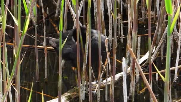 La foulque eurasienne à l'état sauvage. Son 
