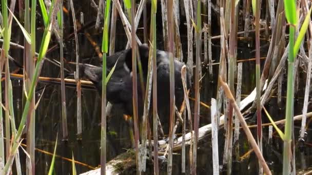 Coot Eurasiano Natureza Som — Vídeo de Stock