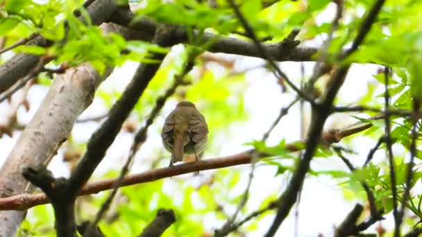 European Robin Branch Forest Sound — Stock Video