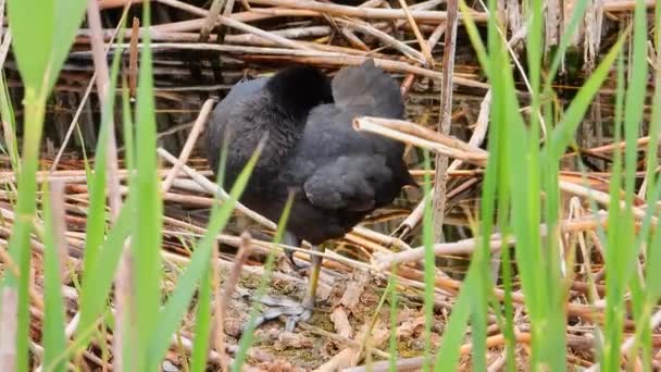 Coot Eurasiano Natureza Som — Vídeo de Stock