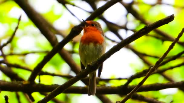 Canzone Robin Europeo Ramo Nella Foresta — Video Stock