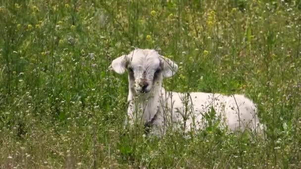 Jonge Geiten Grazen Weide Geluid — Stockvideo