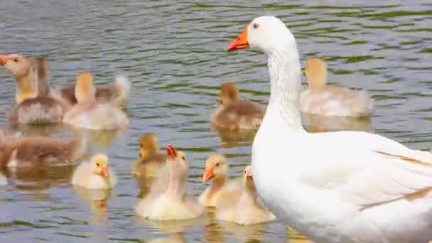 Gansos Domésticos Lago Com Filhotes Jovens Som — Vídeo de Stock