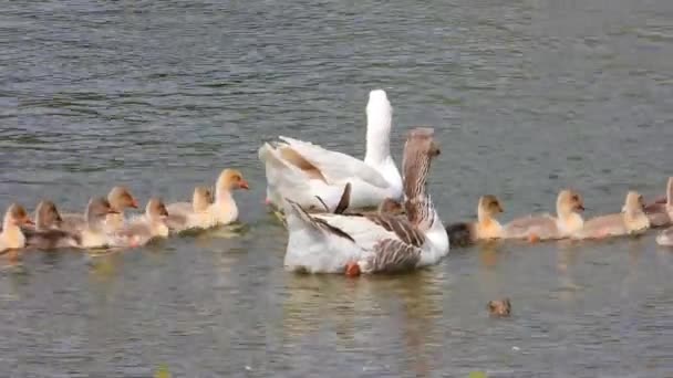 Gansos Domésticos Lago Con Cachorros Jóvenes Sonido — Vídeo de stock