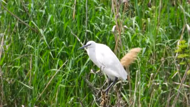 Kleine Zilverreiger Het Wild Geluid — Stockvideo