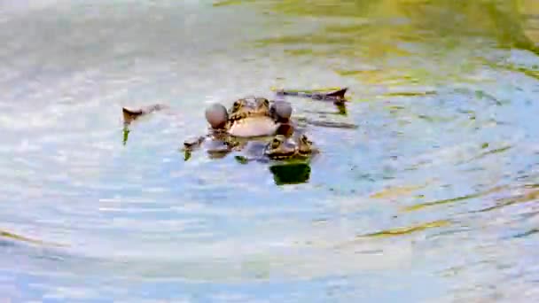 Лягушки Озере Звук — стоковое видео