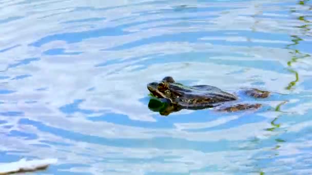 湖のカエル — ストック動画