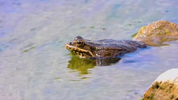 青蛙在湖上 — 图库视频影像