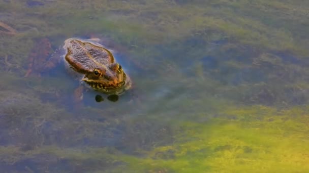 Grenouille Sur Lac Son — Video