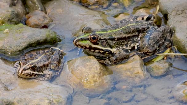 Ranas Lago Sonido — Vídeos de Stock