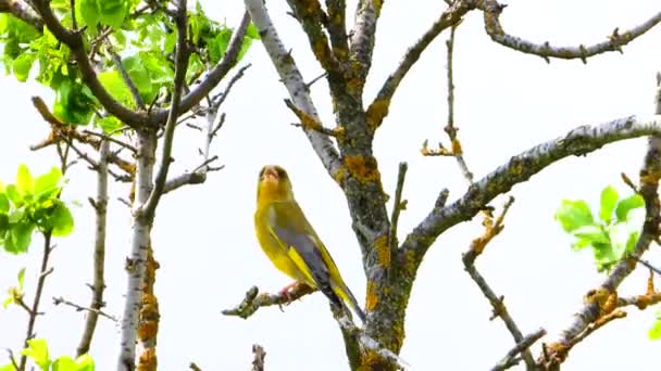 Greenfinch Europeu Cantando Galho Árvore Som — Vídeo de Stock