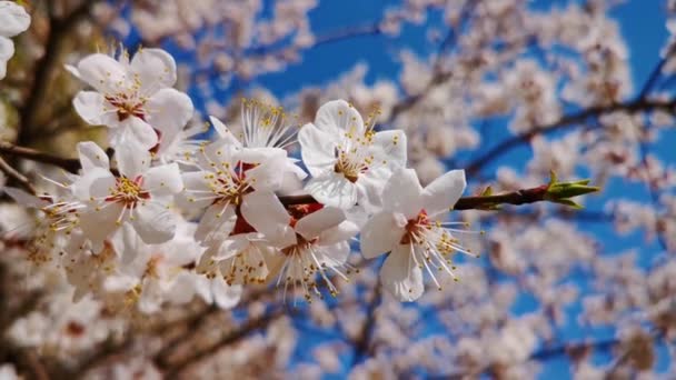 Blommande Aprikos Mot Himlen Ljud — Stockvideo