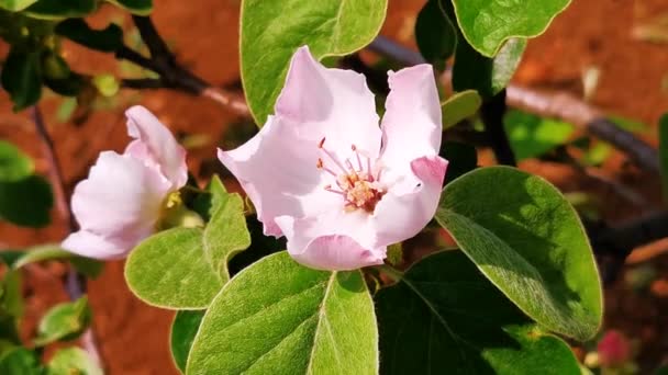 Large Apple Flower Sunny Day — Stock Video