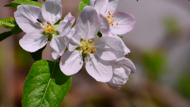 Large Apple Flower Sunny Day — Stock Video