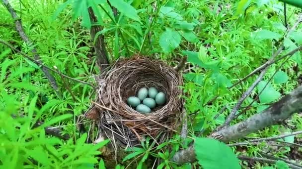 Sześć Jaj Gnieździe Blackbird — Wideo stockowe