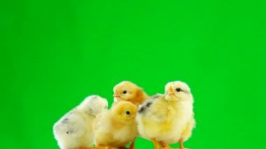 yeşil ekranda civciv