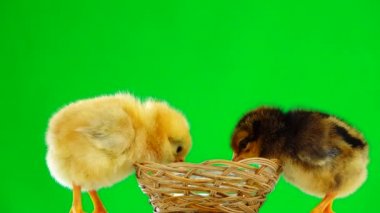 yeşil bir ekranda tavuk içecekler su