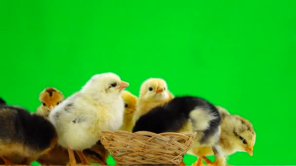鸡在绿屏上喝水 — 图库视频影像