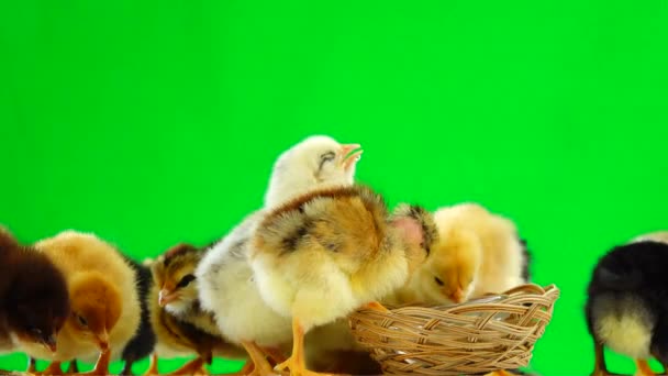 Poulet Boit Eau Sur Écran Vert — Video