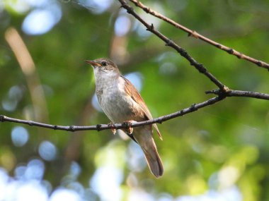  bir ağaç dalı üzerinde bülbül