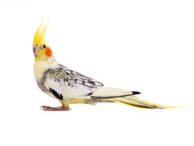 papağan corella izole 