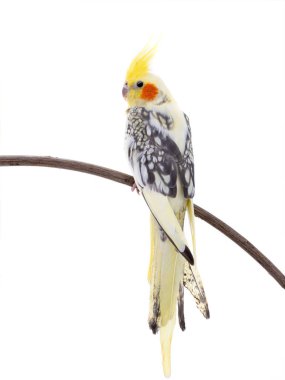 papağan corella izole 