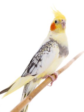 portre papağan corella izole 