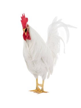 kızgın beyaz horoz izole 