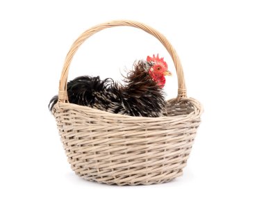 sepet izole oturan horoz