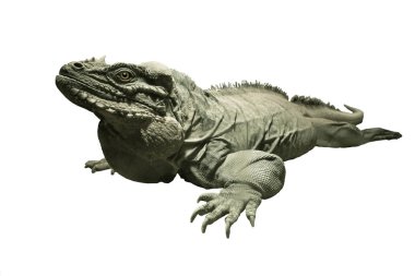  gergedan iguana beyaz izole