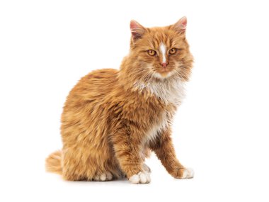 turuncu kedi beyaz oturur