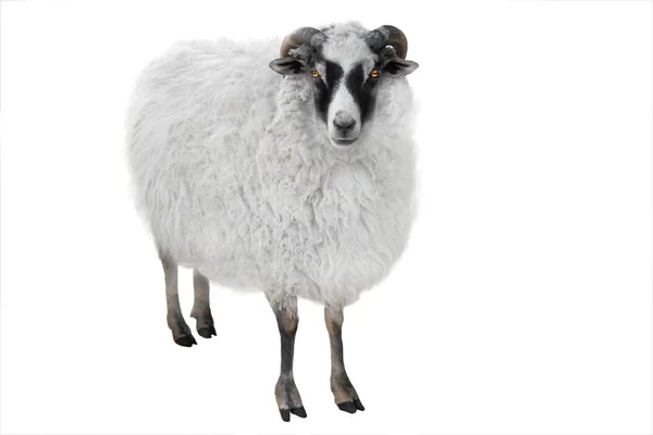 White goat isolated — Stock Photo, Image