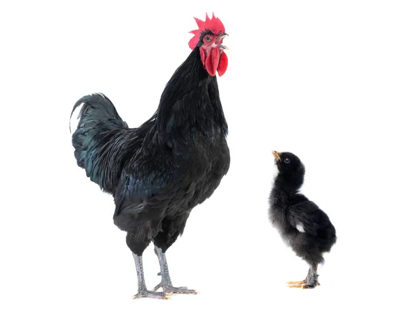 Sjunger svart tupp och chick — Stockfoto